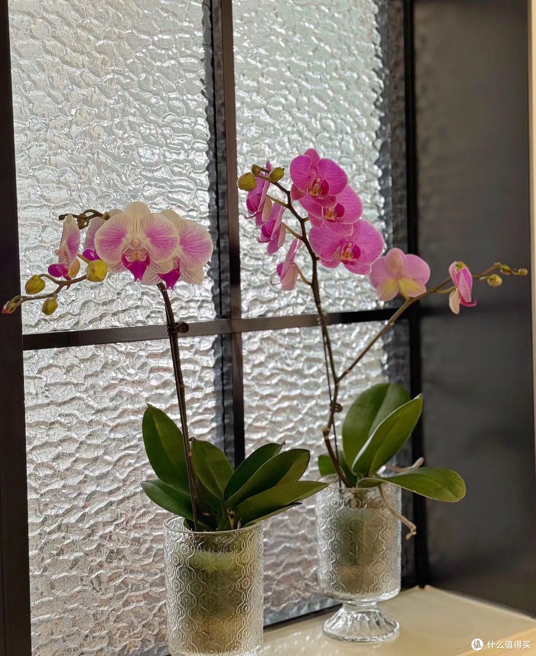 阿姨因“客厅开满花蝴蝶”引围观,家里养近300盆,超级治愈呀!