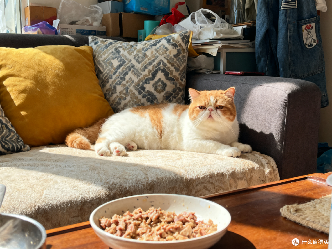 自制猫饭制作方法配方大全！从新手到高手进阶版，看这篇就够