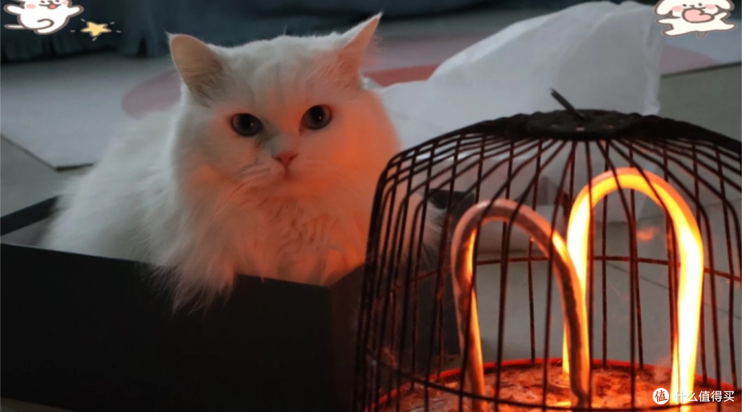 有哪些养猫越久越明白的道理？养猫圈最有名的专业猫粮推荐