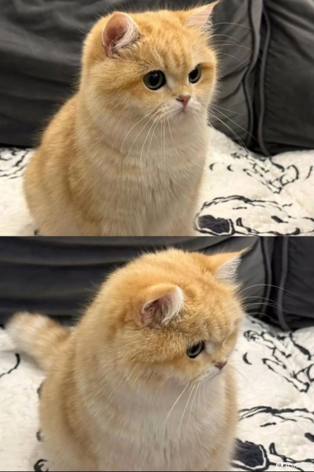 有哪些养猫越久越明白的道理？养猫圈最有名的专业猫粮推荐