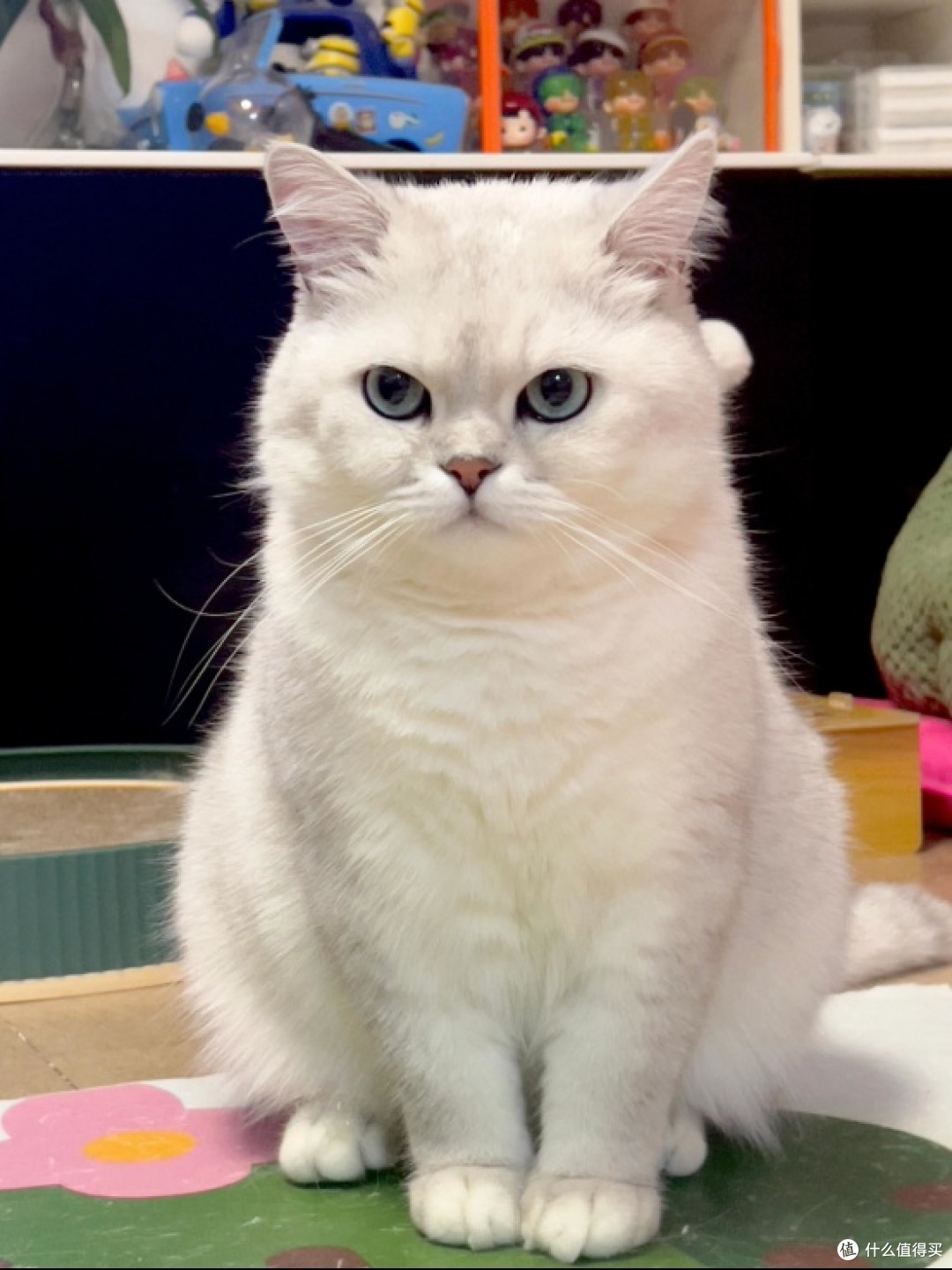 有哪些养猫越久越明白的道理？养猫圈最有名的专业猫粮推荐