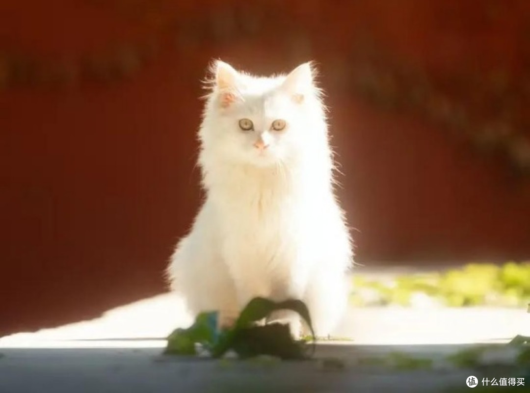 预算不高怎么选猫粮？热门十大安全高性价比猫粮牌子推荐