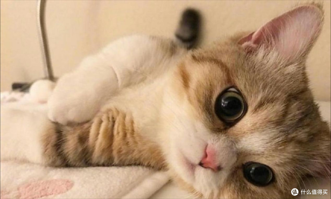 2025年哪款猫粮最好最安全?2025年值得买的猫粮排行榜红黑榜清单