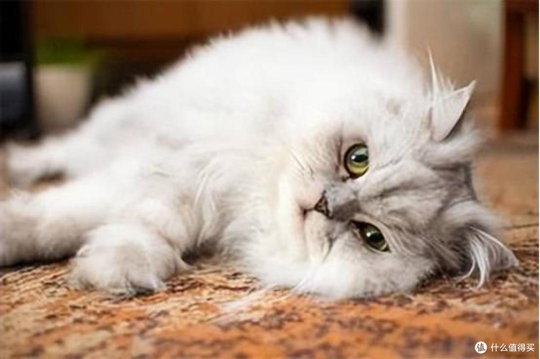 猫咪主粮的选择标准是什么？自用十款品质好的健康猫粮推荐
