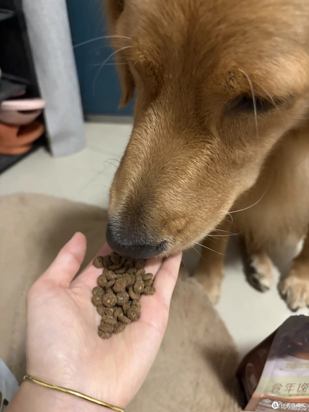 全家犬通用的养宠宝藏!食年逸生注芯冻干狗粮太省心