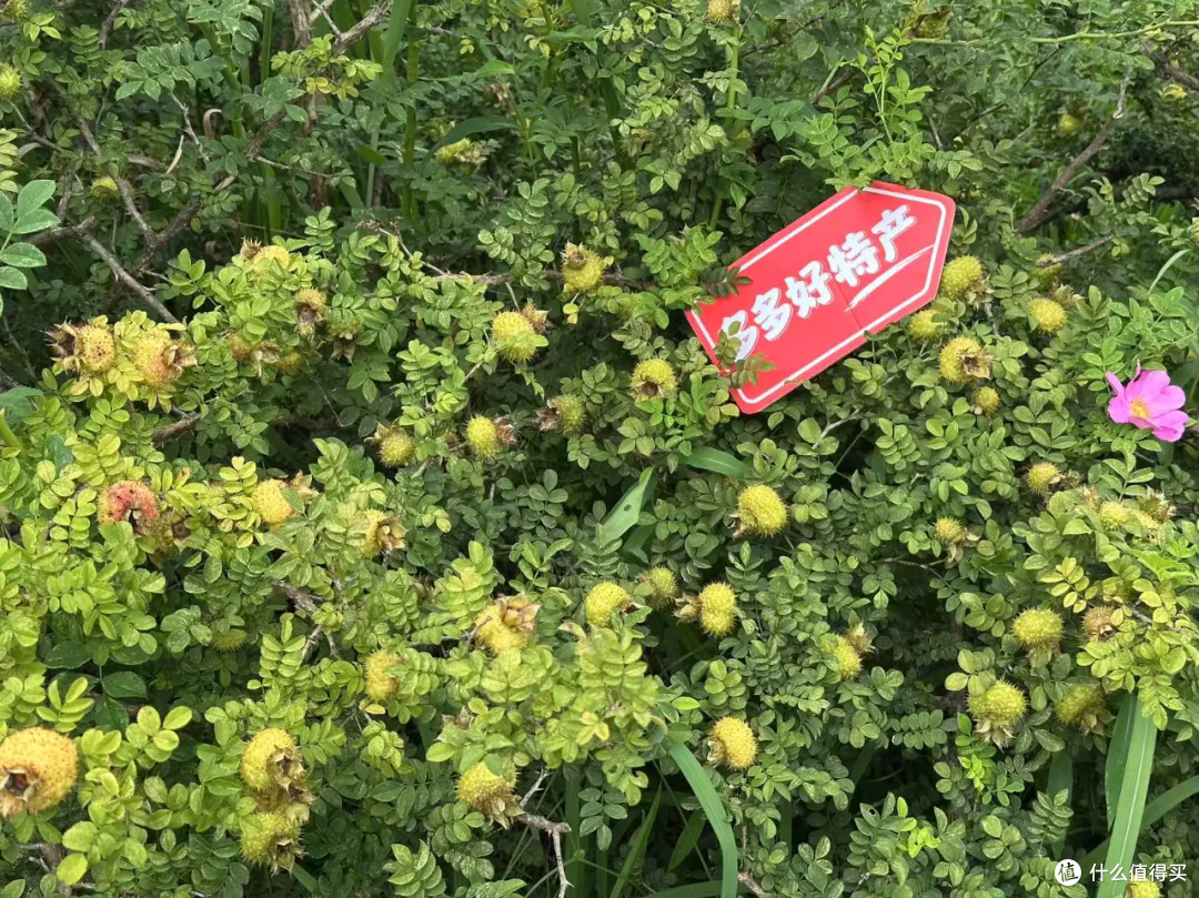 千亿向新,拼多多的增长新路径