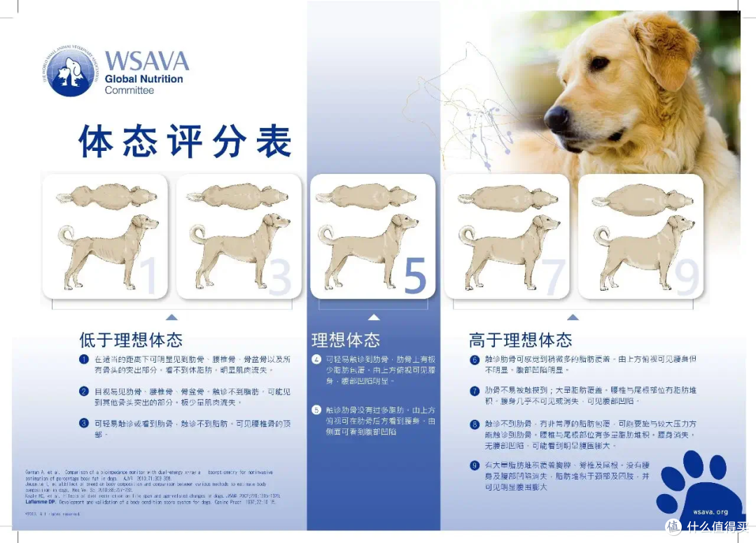 您家毛孩是“胖墩”还是“型男”?一份科学体态评估指南请查收!