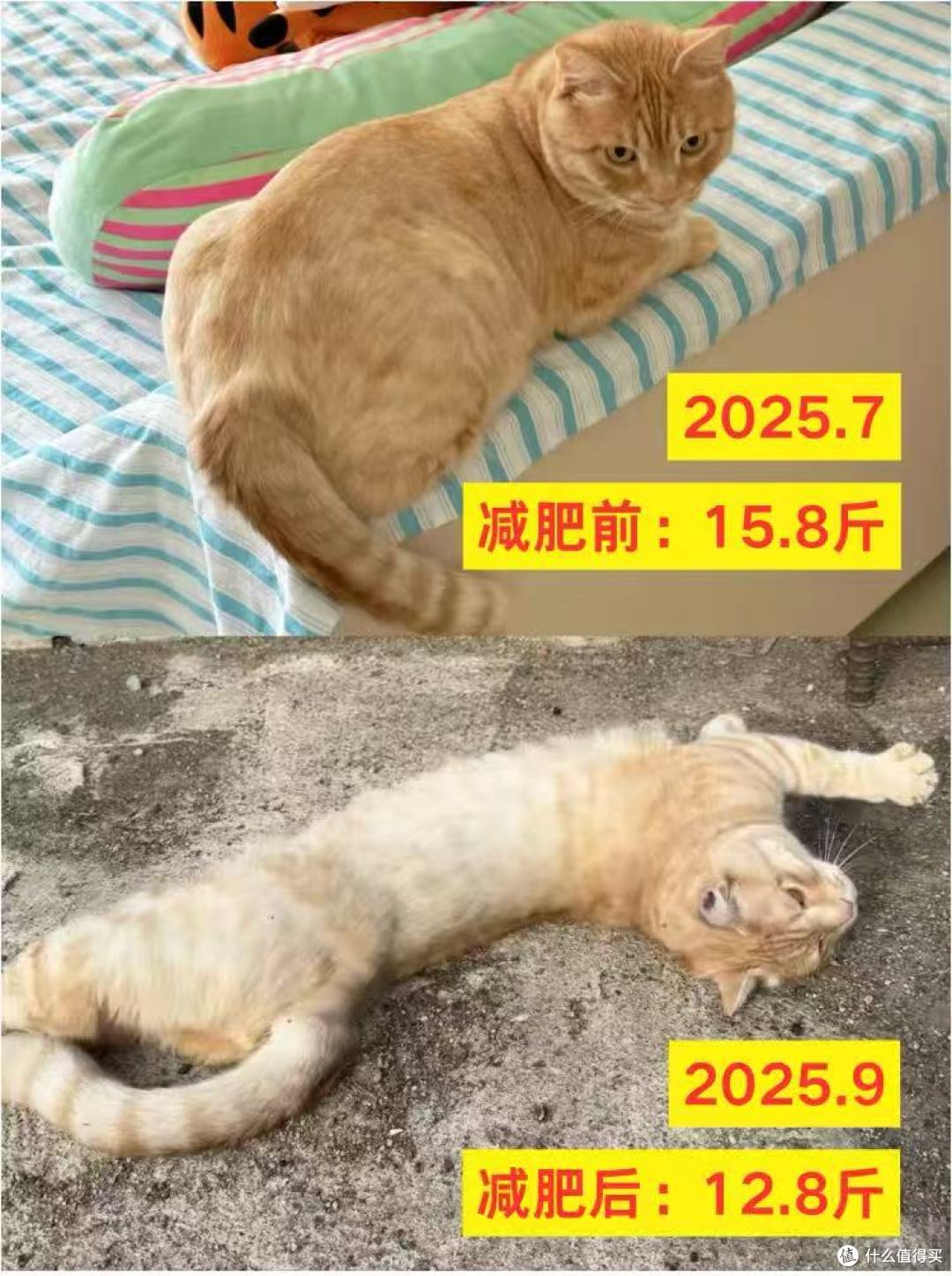 您家毛孩是“胖墩”还是“型男”?一份科学体态评估指南请查收!