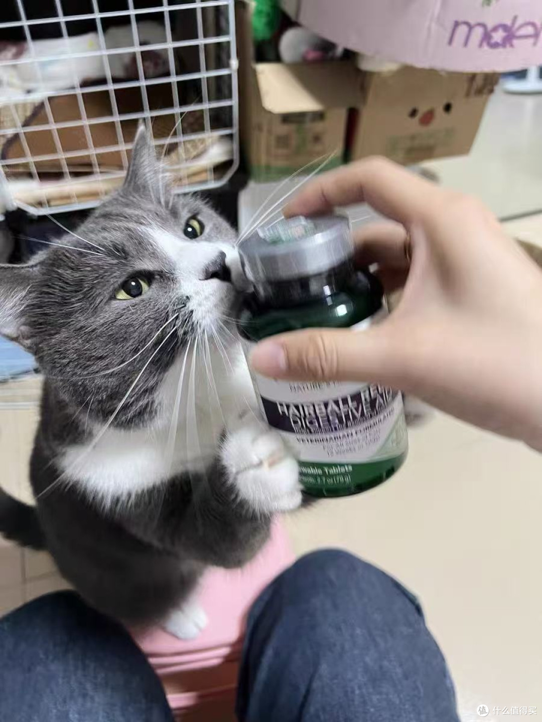 植物配方猫草片改善猫咪健康状况