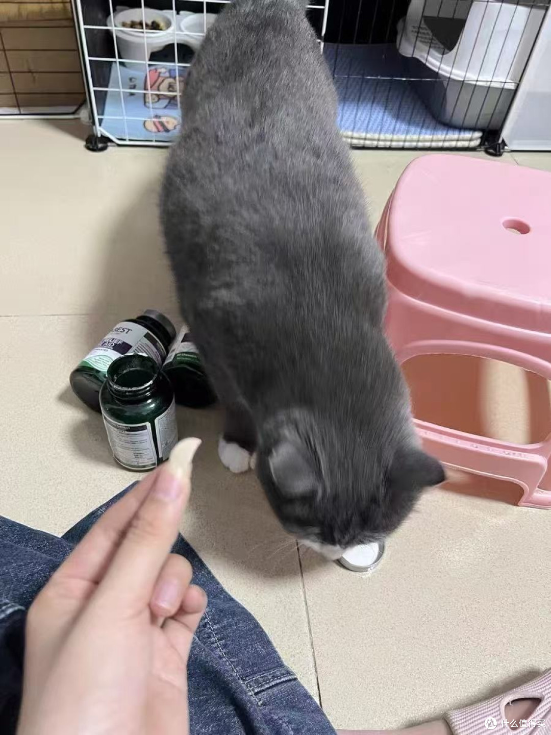植物配方猫草片改善猫咪健康状况