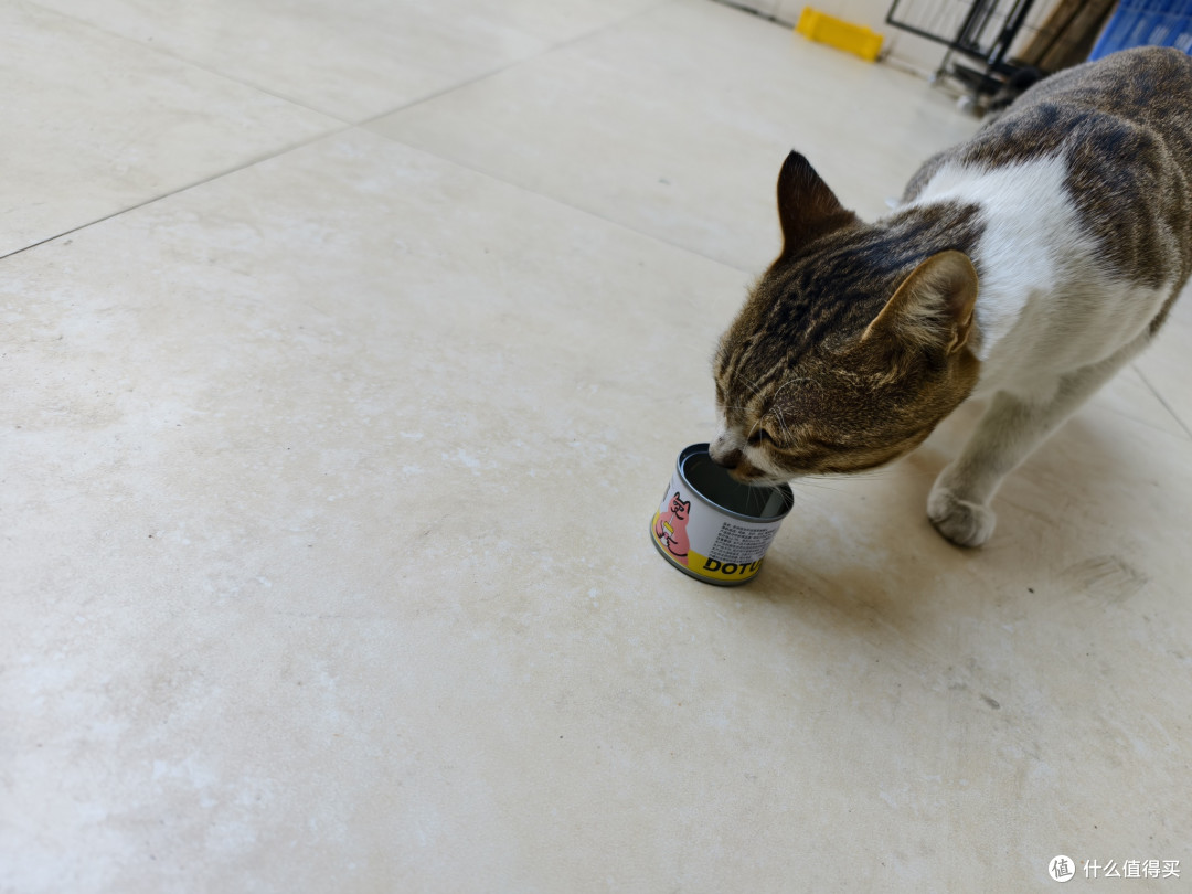 双十一养猫人必看:这款让猫咪舔盘的羊奶罐,到底藏着什么秘密?