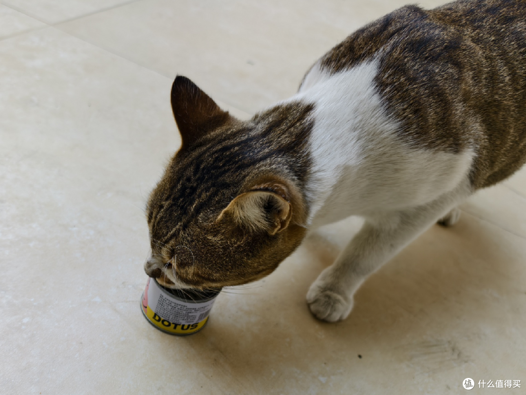 双十一养猫人必看:这款让猫咪舔盘的羊奶罐,到底藏着什么秘密?