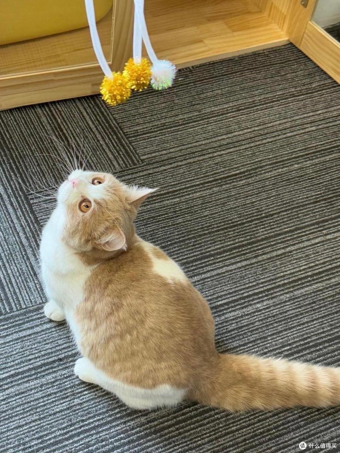霸弗猫粮背后的硬实力