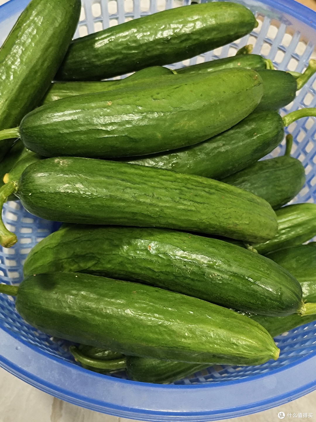 冬日餐桌上的小清新,山东荷兰水果青瓜!