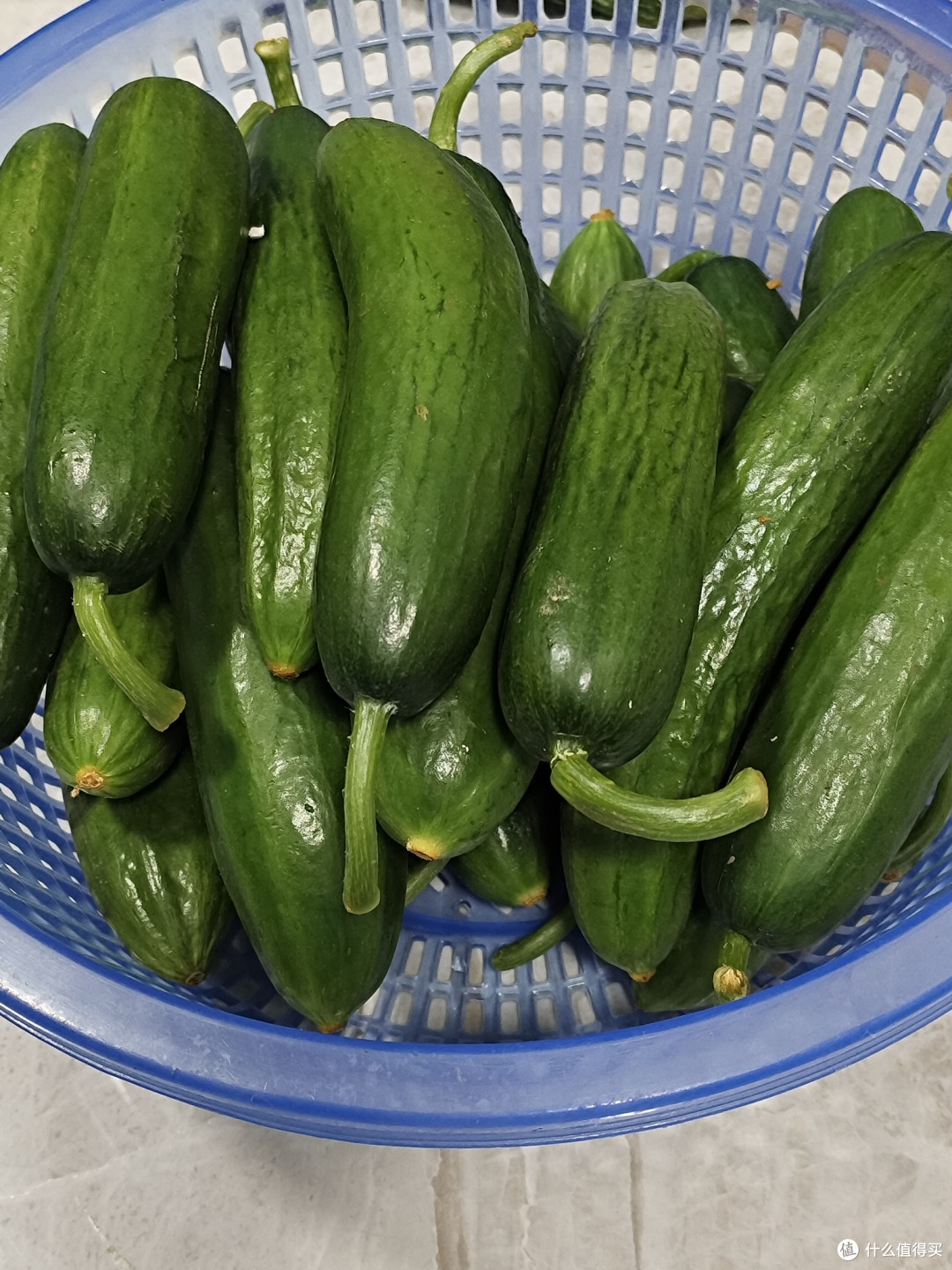 冬日餐桌上的小清新,山东荷兰水果青瓜!