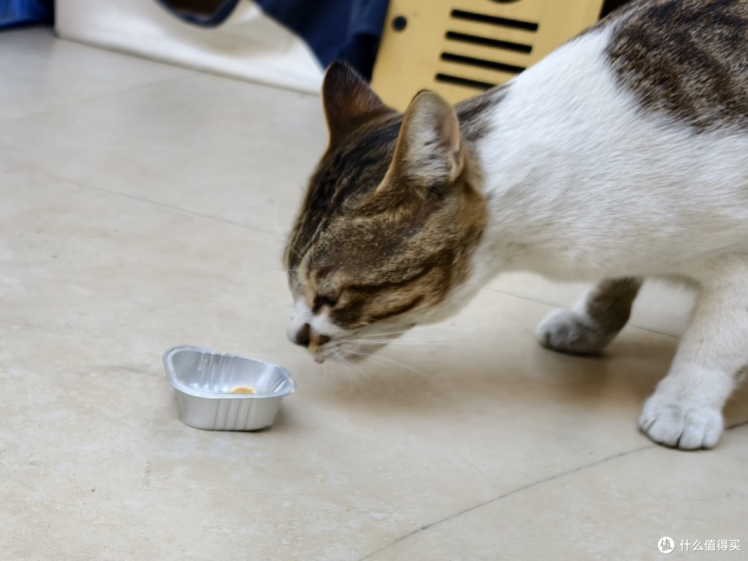 【真实体验】领先Mini餐盒：小鸟胃猫咪的舔盘神器