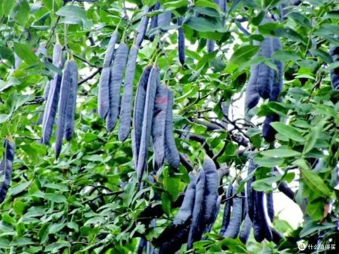 育妍堂育发液｜长发村千年智慧，从根上稳住你的发量