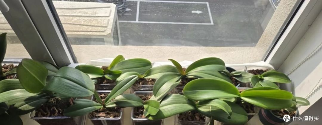 大哥满阳台蝴蝶兰太懂事,“个个双胞胎”网友:大神,求秘诀!
