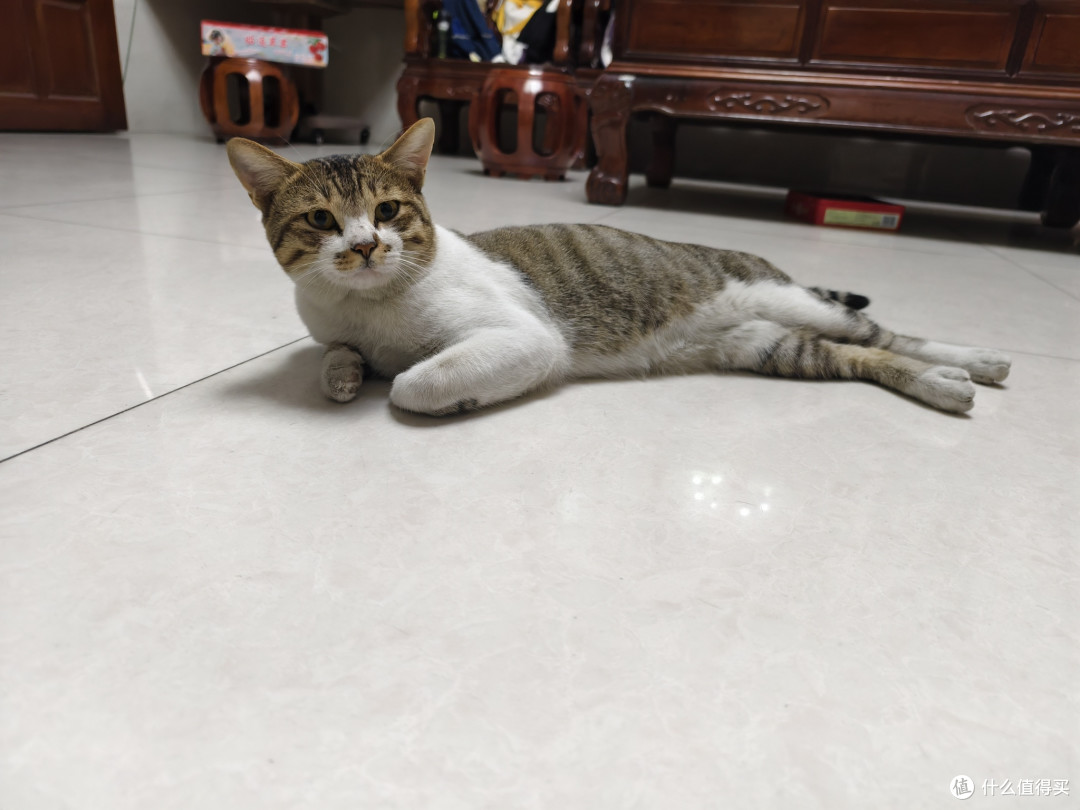 从治鼠到家人：一年三猫，一个新手铲屎官的酸甜苦辣与省钱心得