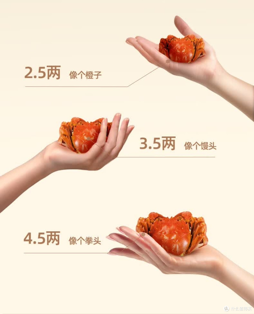 阳澄联合鲜活大闸蟹满黄流油,礼盒装送礼自吃都绝了!