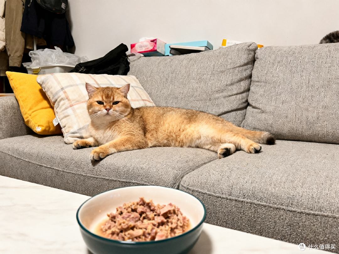 如何自制猫饭?自制猫饭的家常做法!猫咪自制猫饭最佳食谱