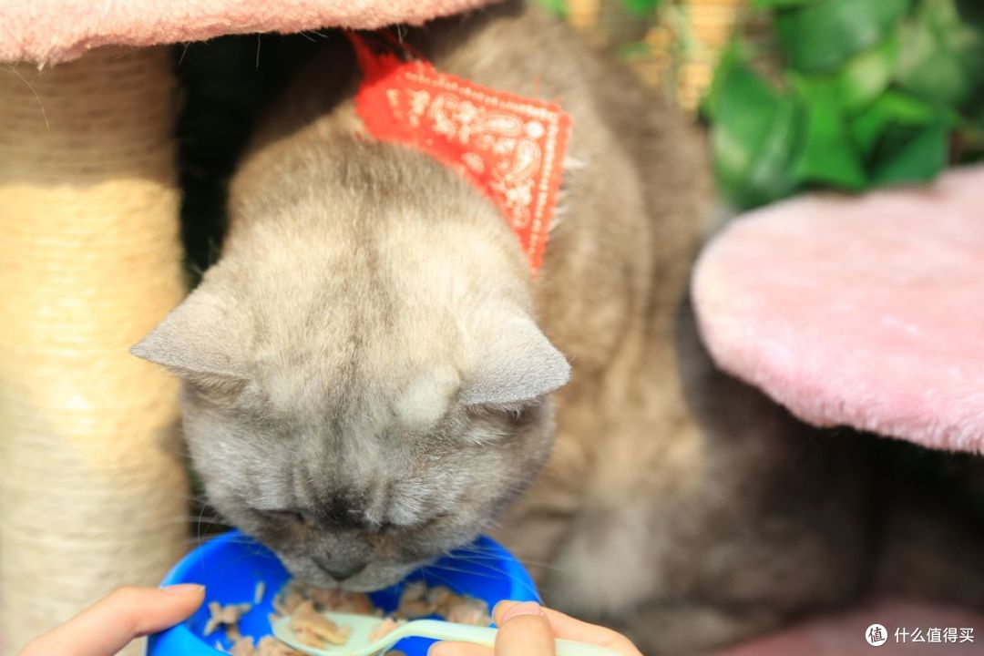 如何自制猫饭?自制猫饭的家常做法!猫咪自制猫饭最佳食谱