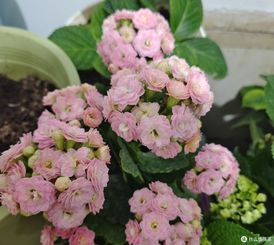 阿姨没日照的长寿花“爆苞了”，足有千万朵：哇！咋养的？