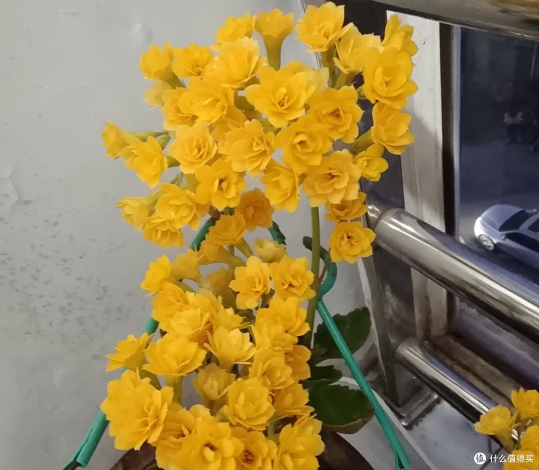 阿姨没日照的长寿花“爆苞了”，足有千万朵：哇！咋养的？