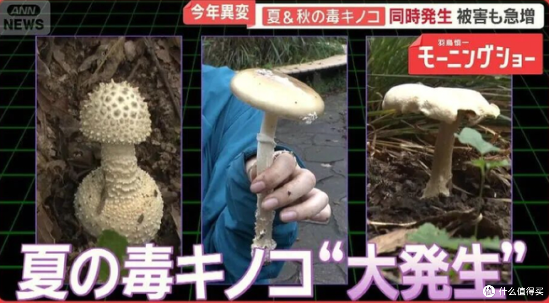 AI说蘑菇能吃,大爷吃完半小时就吐了!这工具咋还“坑人”?