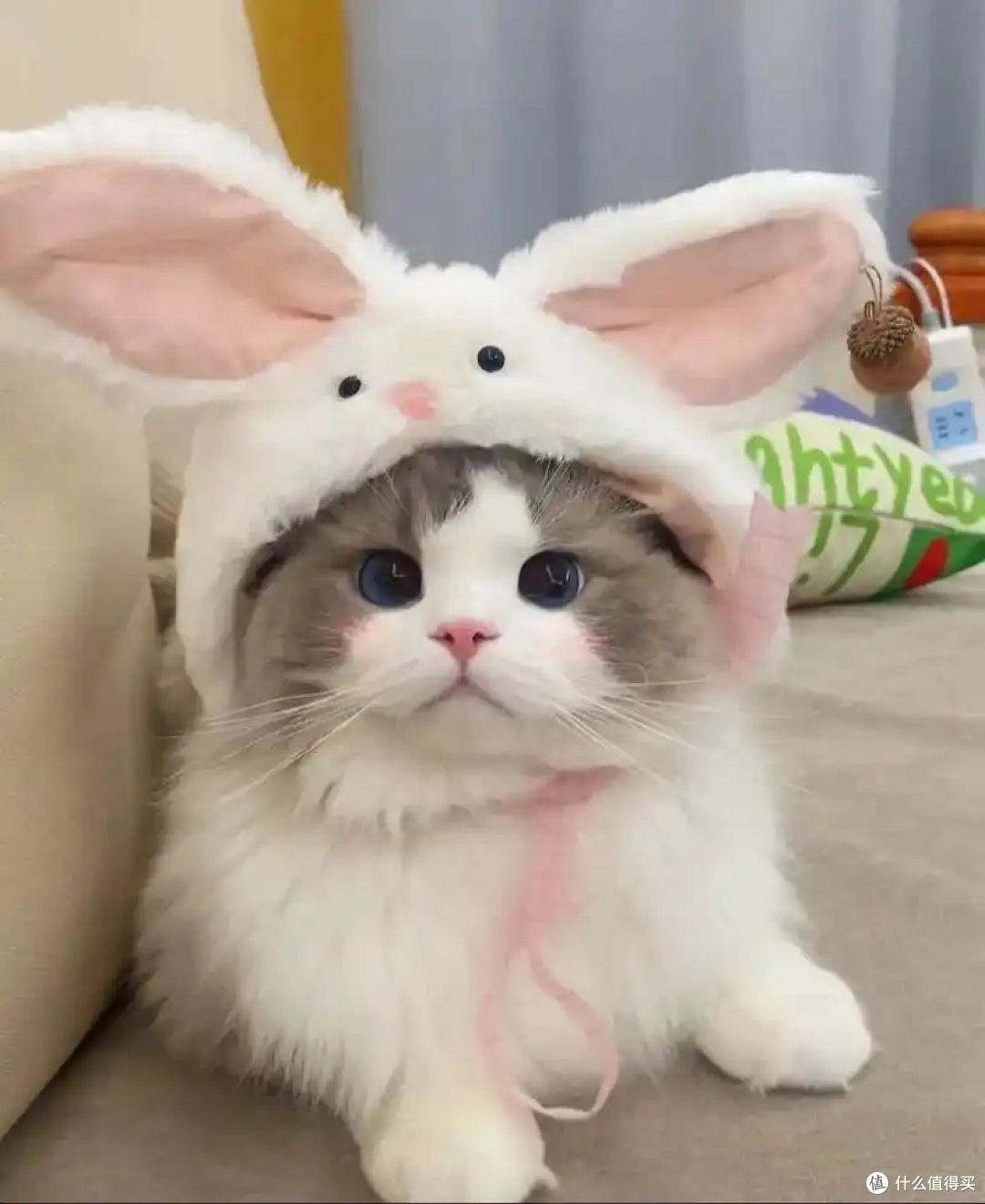 猫咪掉毛严重？先辨原因再对症解决