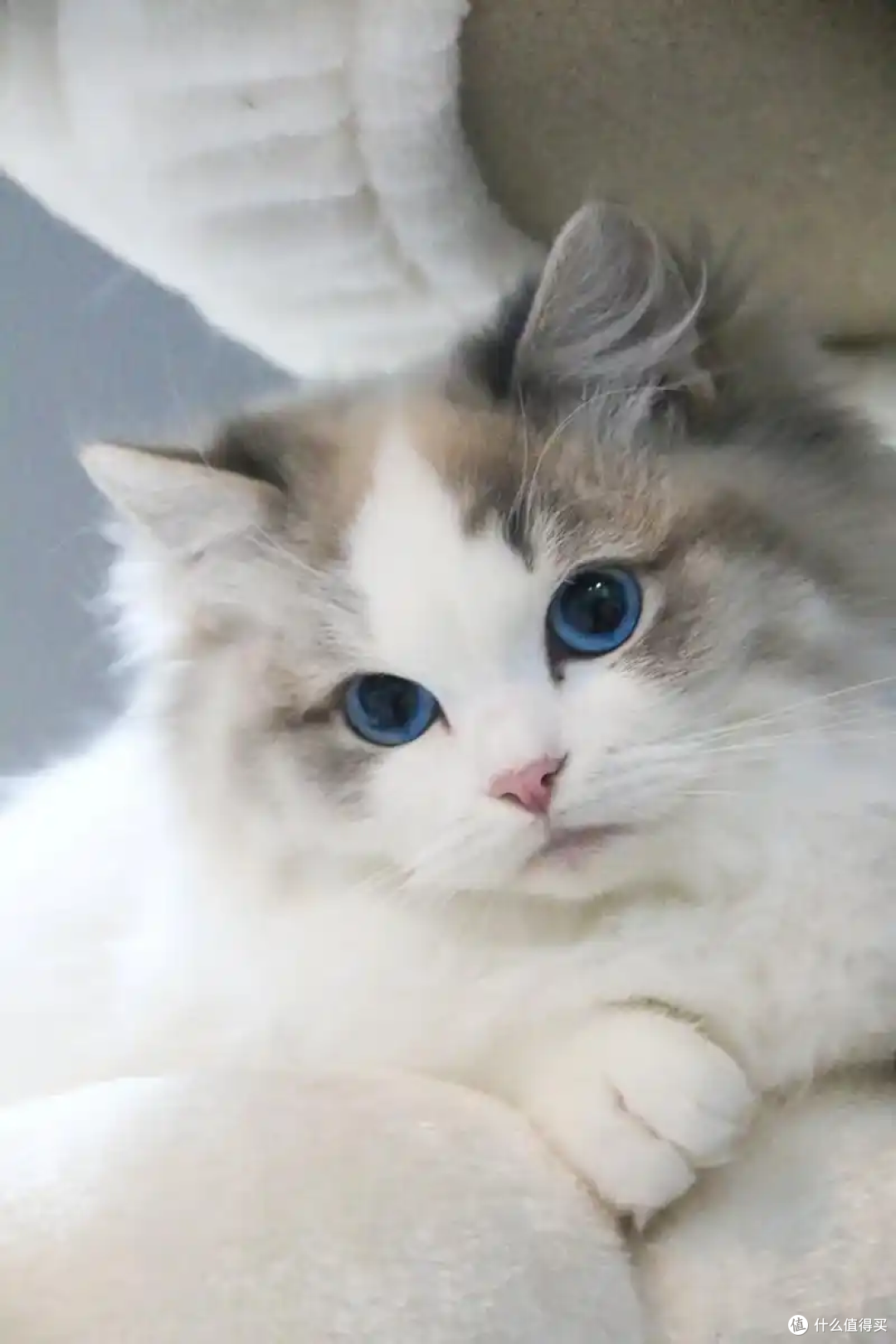 猫咪掉毛严重？先辨原因再对症解决