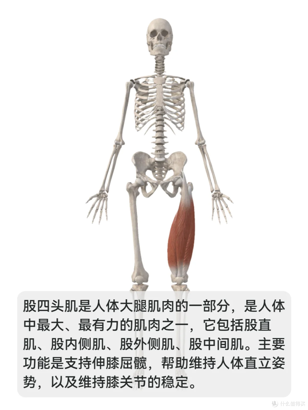 膝关节总疼?骨科康复师:不是‘老了’,是这 4 个原因!