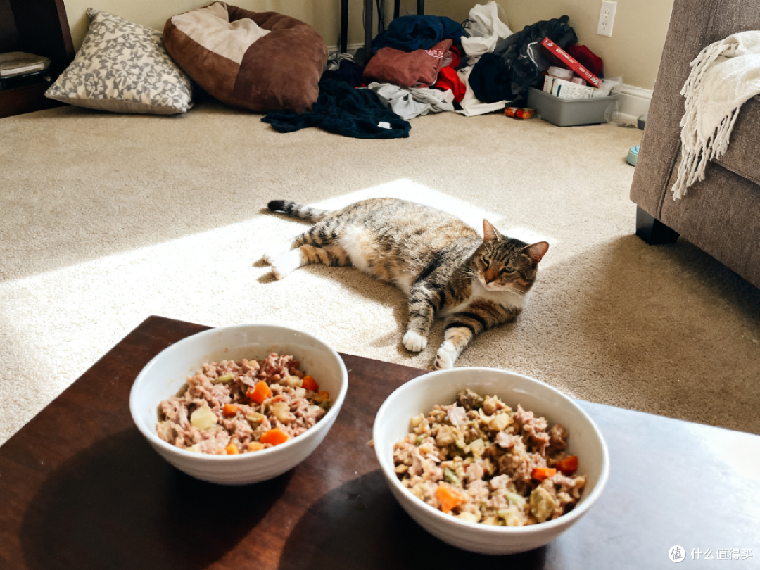 自制猫饭适合懒人吗?自制猫饭七天食谱推荐,自制猫饭配方比例表