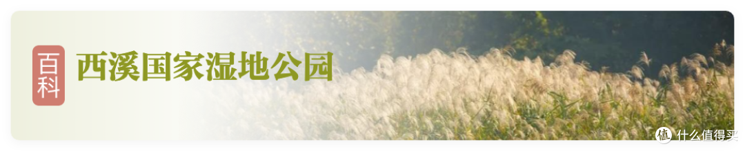 杭州初冬封神!3种神仙色彩+打卡地,现在刚好撞上颜值巅峰!