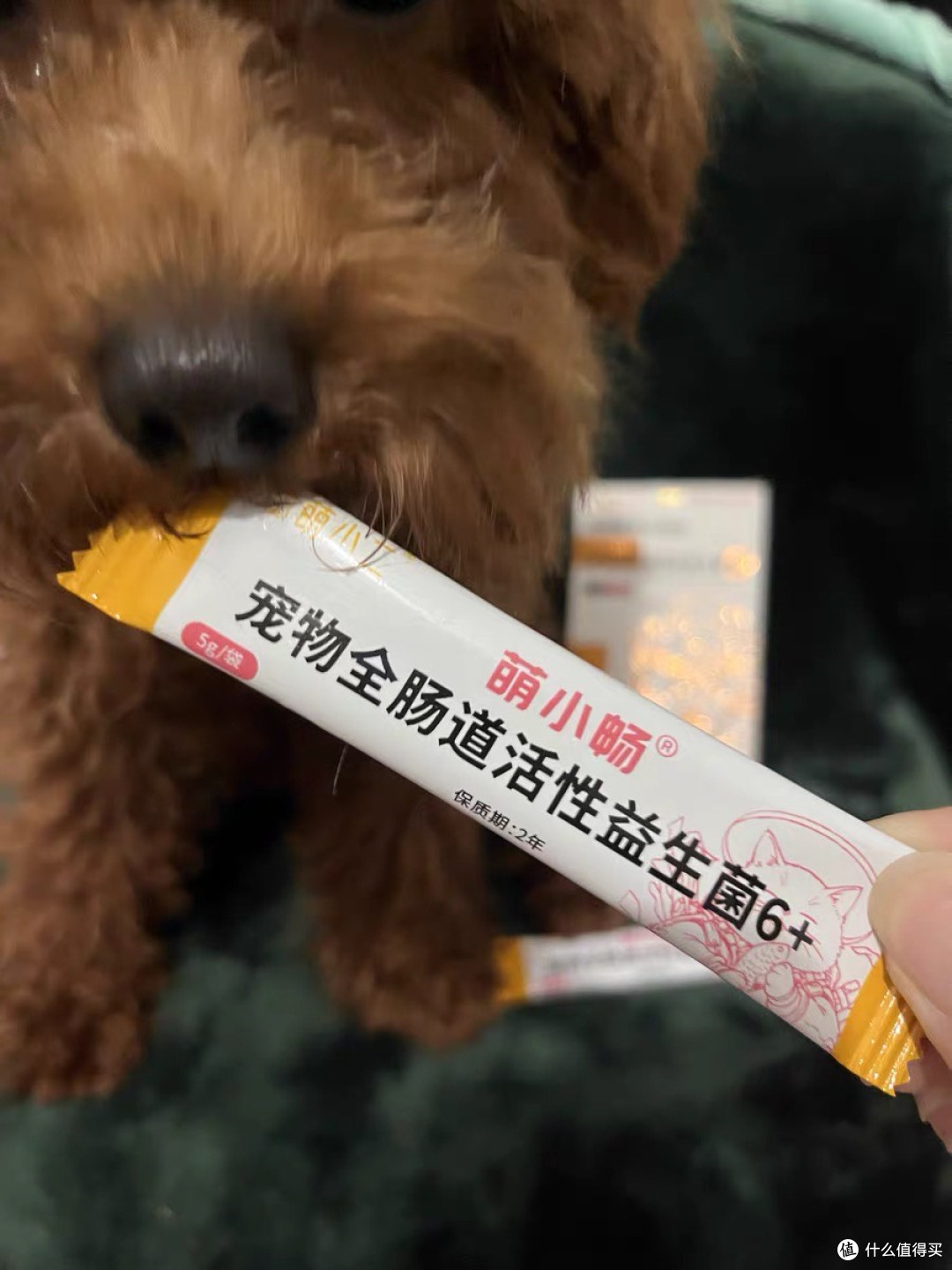 养宠刚需益生菌!佑多萌萌小畅救星级护肠胃