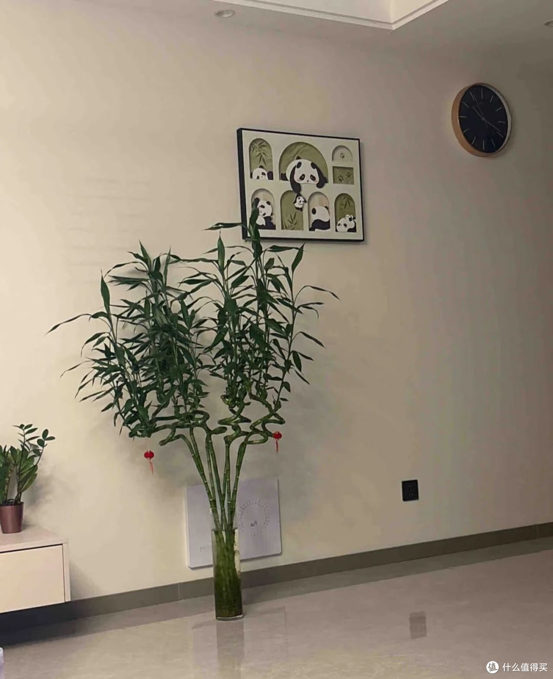 姐姐养7年的富贵竹“豪华感十足”,叶少节多:哇!富贵人家!