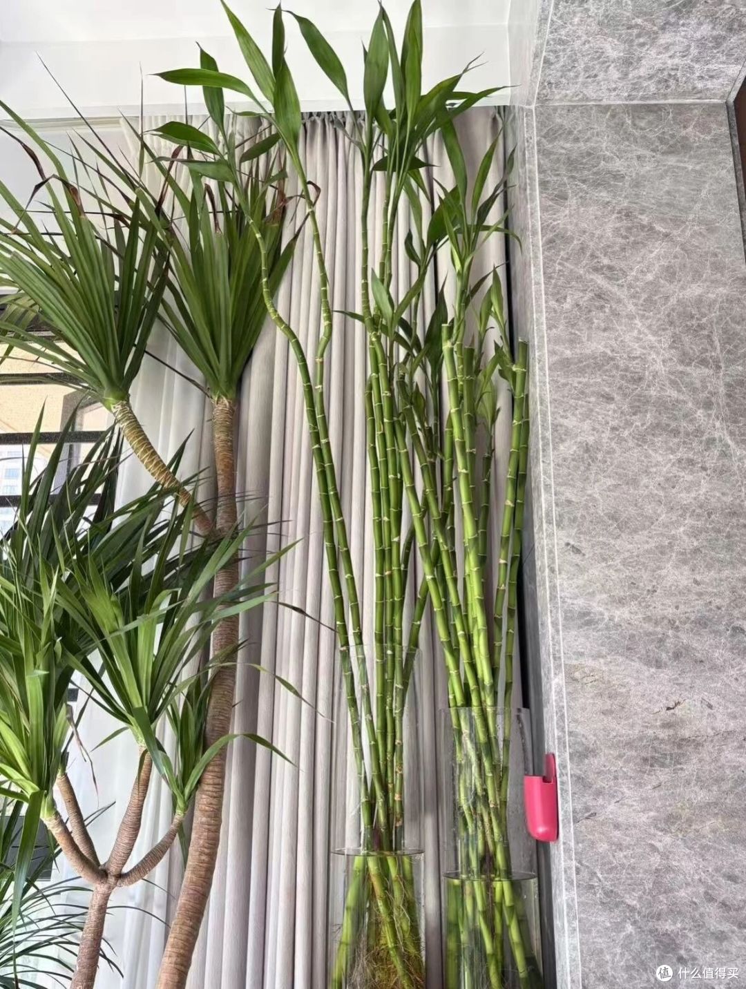 姐姐养7年的富贵竹“豪华感十足”,叶少节多:哇!富贵人家!