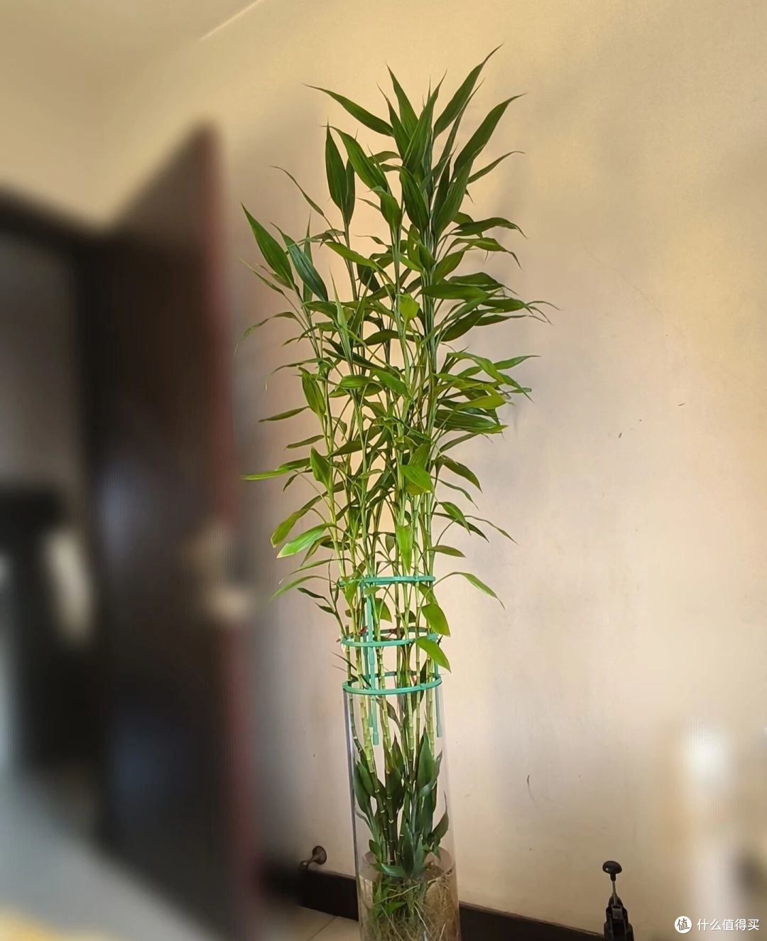 姐姐养7年的富贵竹“豪华感十足”,叶少节多:哇!富贵人家!