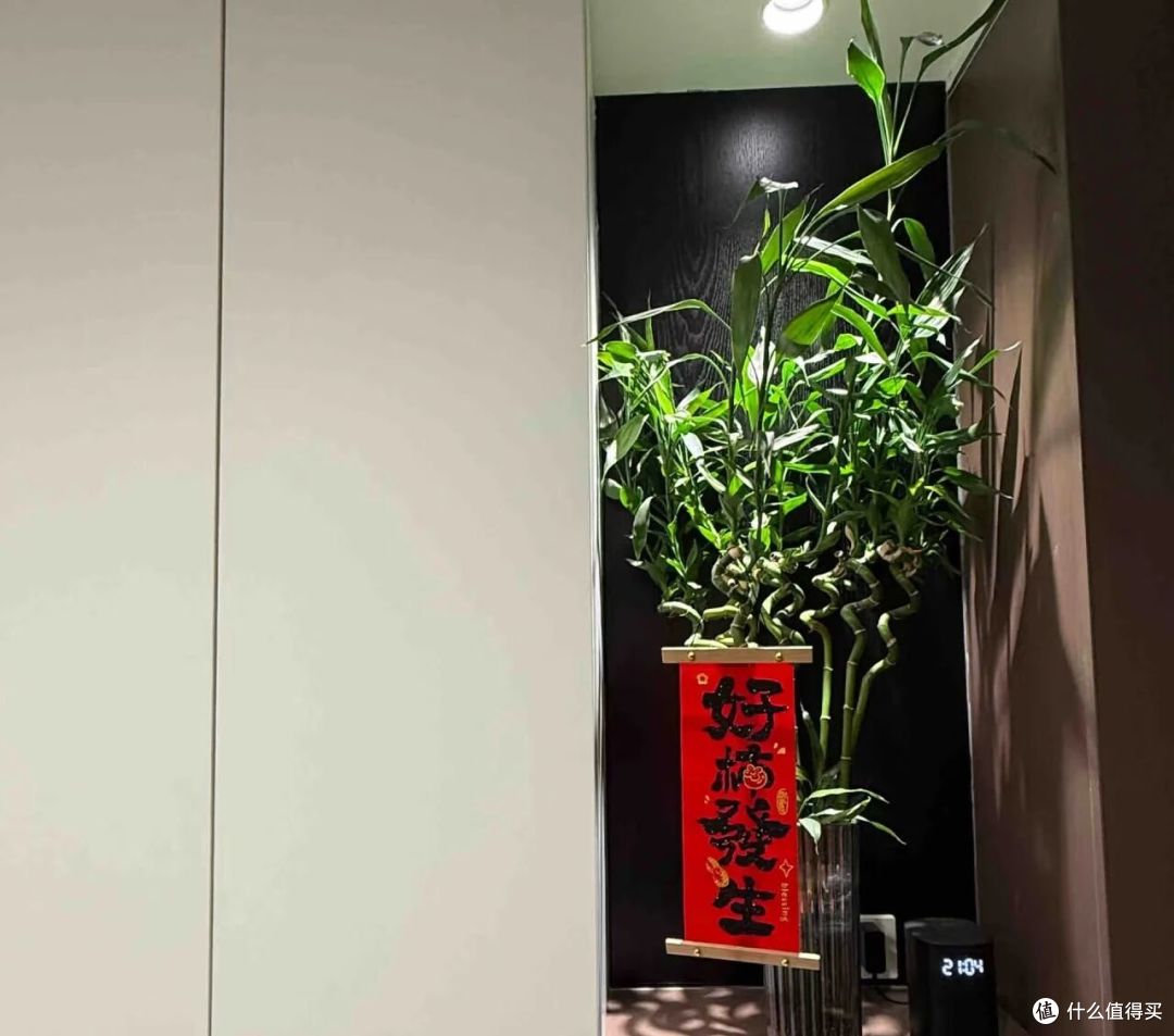 姐姐养7年的富贵竹“豪华感十足”,叶少节多:哇!富贵人家!