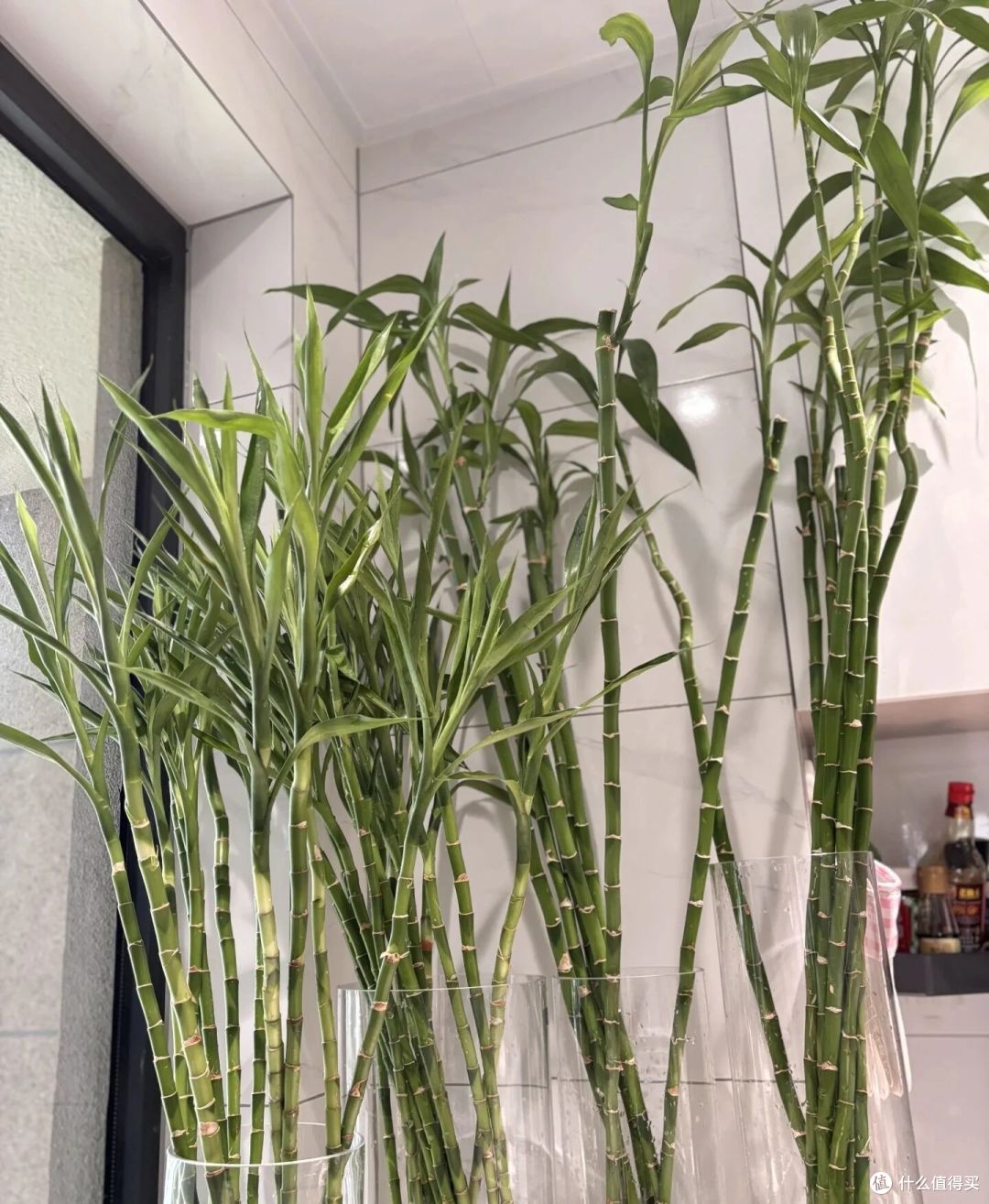 姐姐养7年的富贵竹“豪华感十足”,叶少节多:哇!富贵人家!