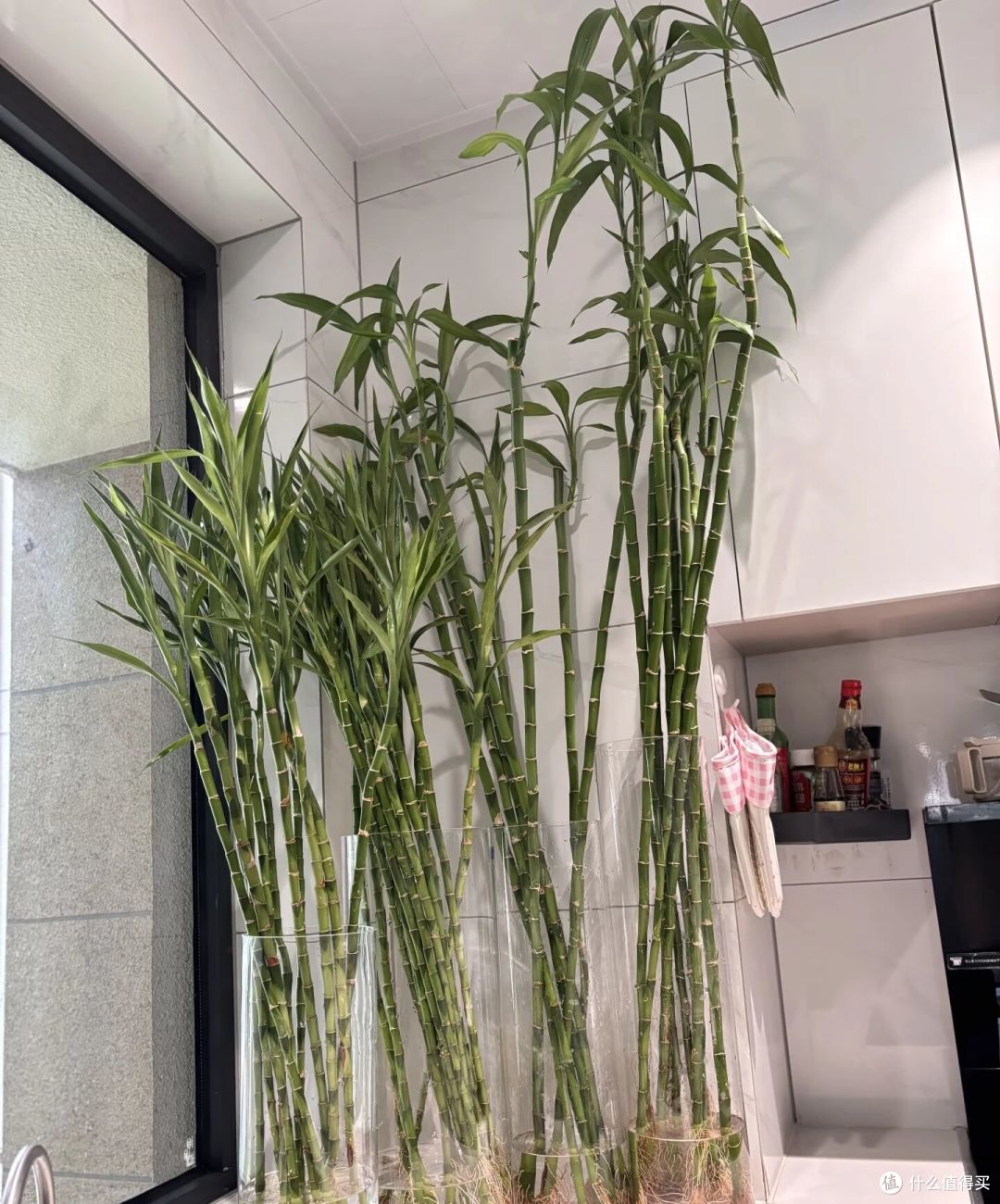 姐姐养7年的富贵竹“豪华感十足”,叶少节多:哇!富贵人家!