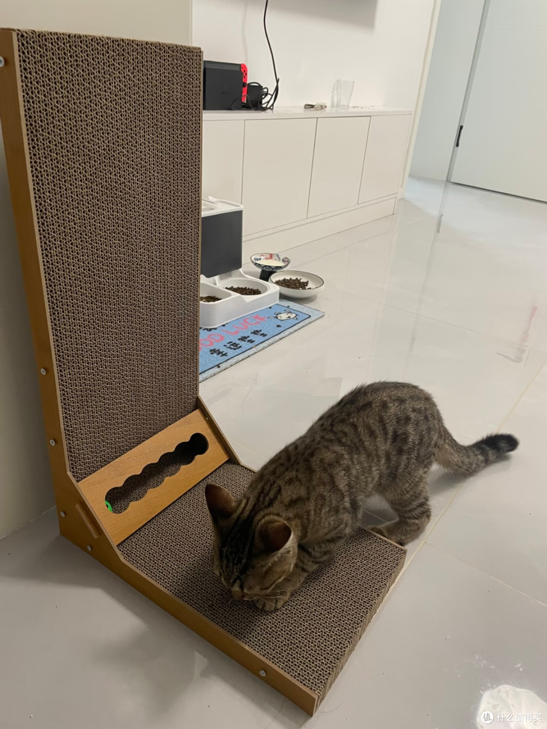 10元挖到宝！财萌宠物家猫抓板猫窝，猫咪天天黏着不放✨
