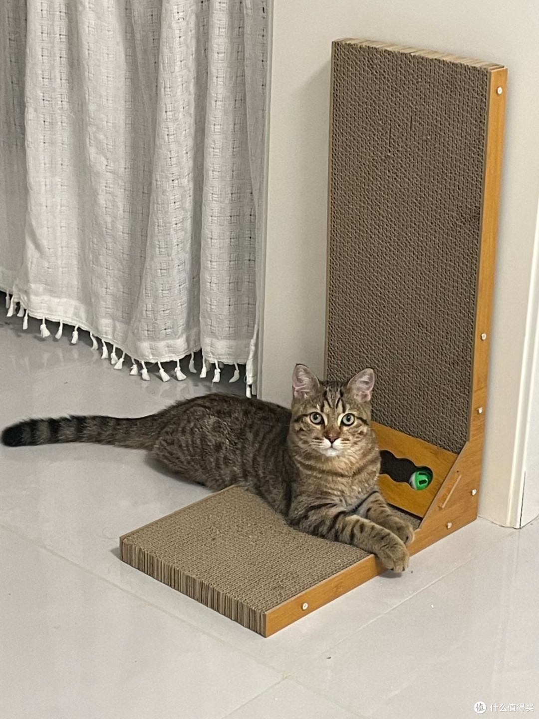 10元挖到宝！财萌宠物家猫抓板猫窝，猫咪天天黏着不放✨
