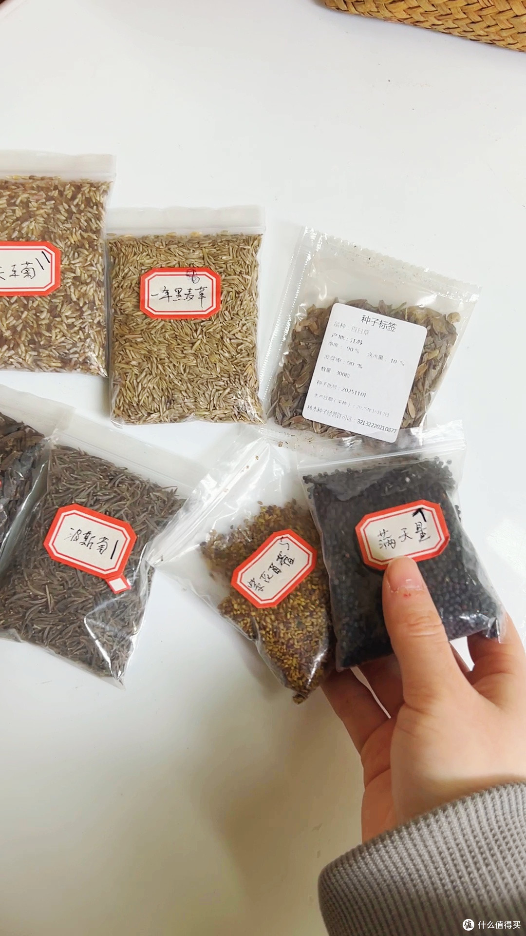 全国包邮!黄花波斯菊种子,60/斤超划算