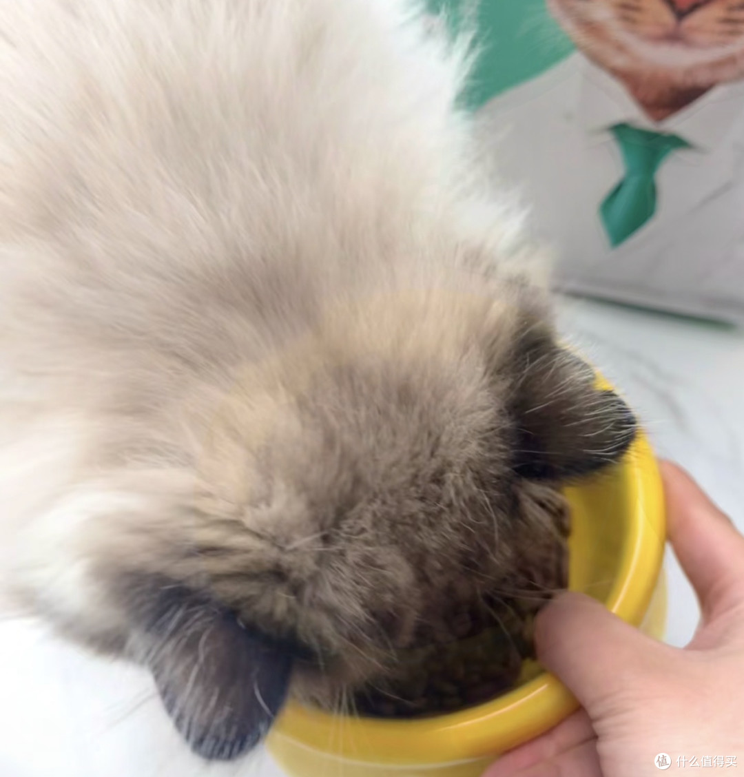 双11冻干猫粮让挑食猫变干饭王