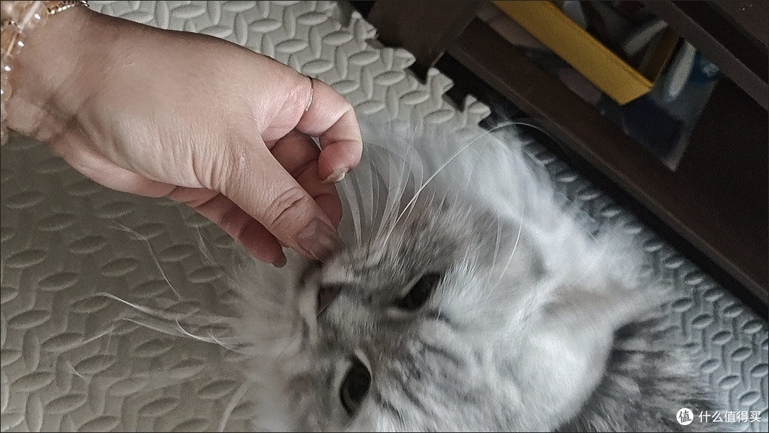 诚实一口鸡肉冻干:高蛋白助力猫咪增肥