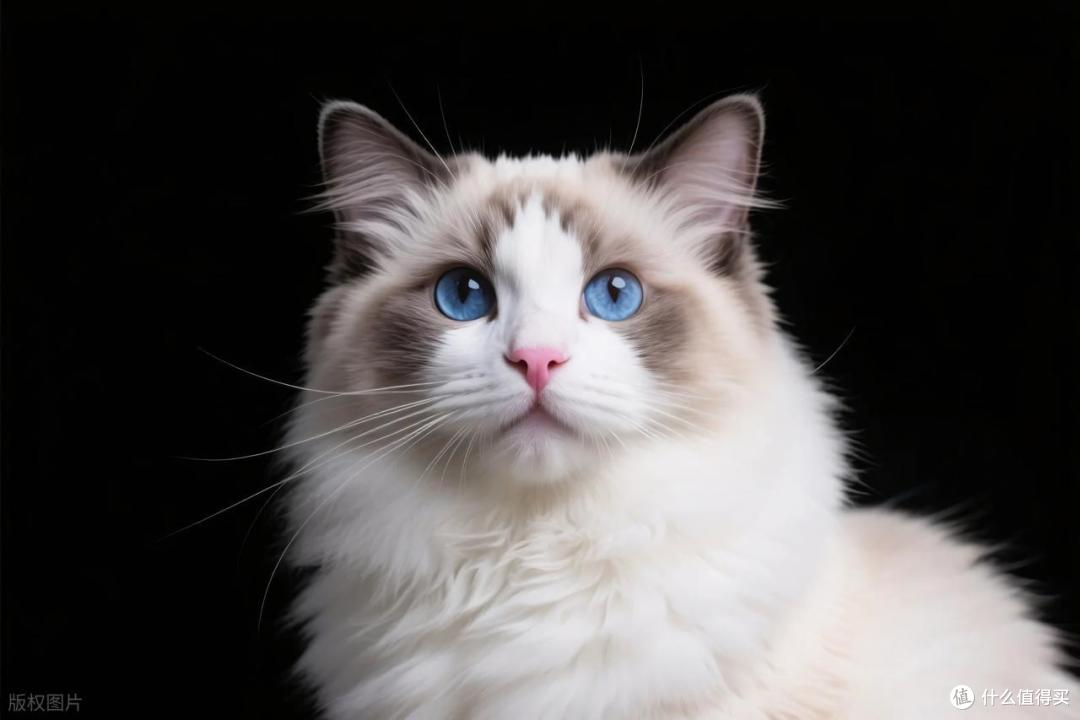 月省五百元！这6件神器让猫咪健康不生病，养猫成本直降
