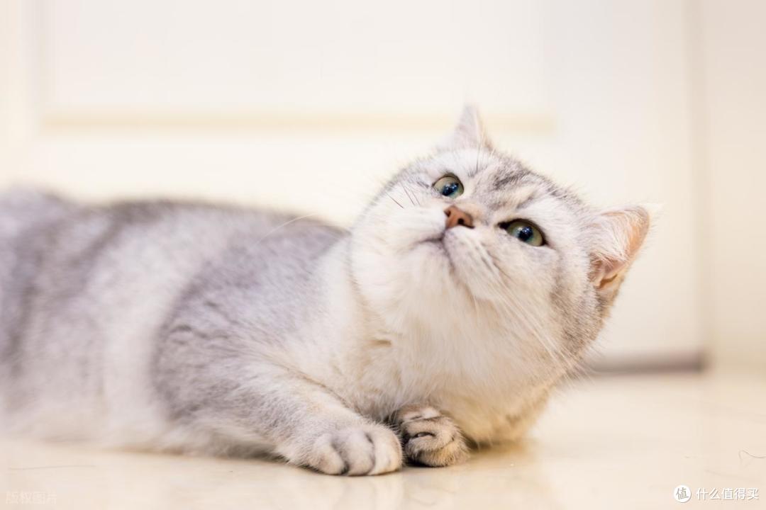 月省五百元！这6件神器让猫咪健康不生病，养猫成本直降