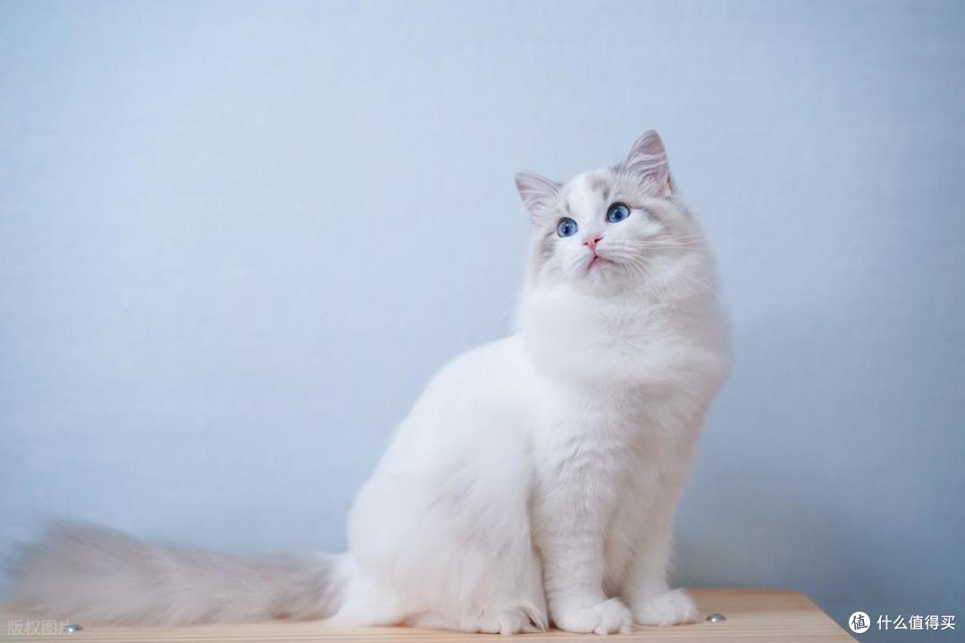月省五百元！这6件神器让猫咪健康不生病，养猫成本直降