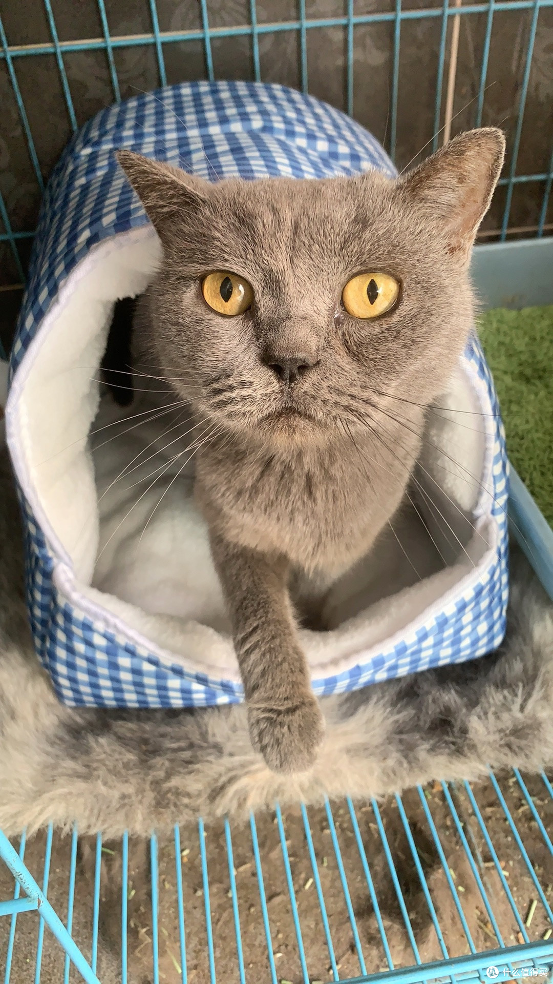 晒双11养宠好物,多功能可爱猫窝给毛孩子一个家